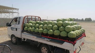 صور: “رقي” العظيم يحطم أرقام 8 سنوات وقد يزور دول الخليج هذا العام