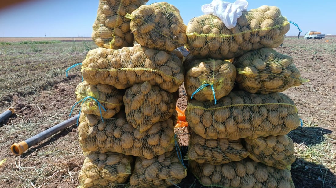 صور: ربيعة قطفت البطاطا لكنها ليست دائماً للبيع.. تجار بغداد وصلوا بسرعة