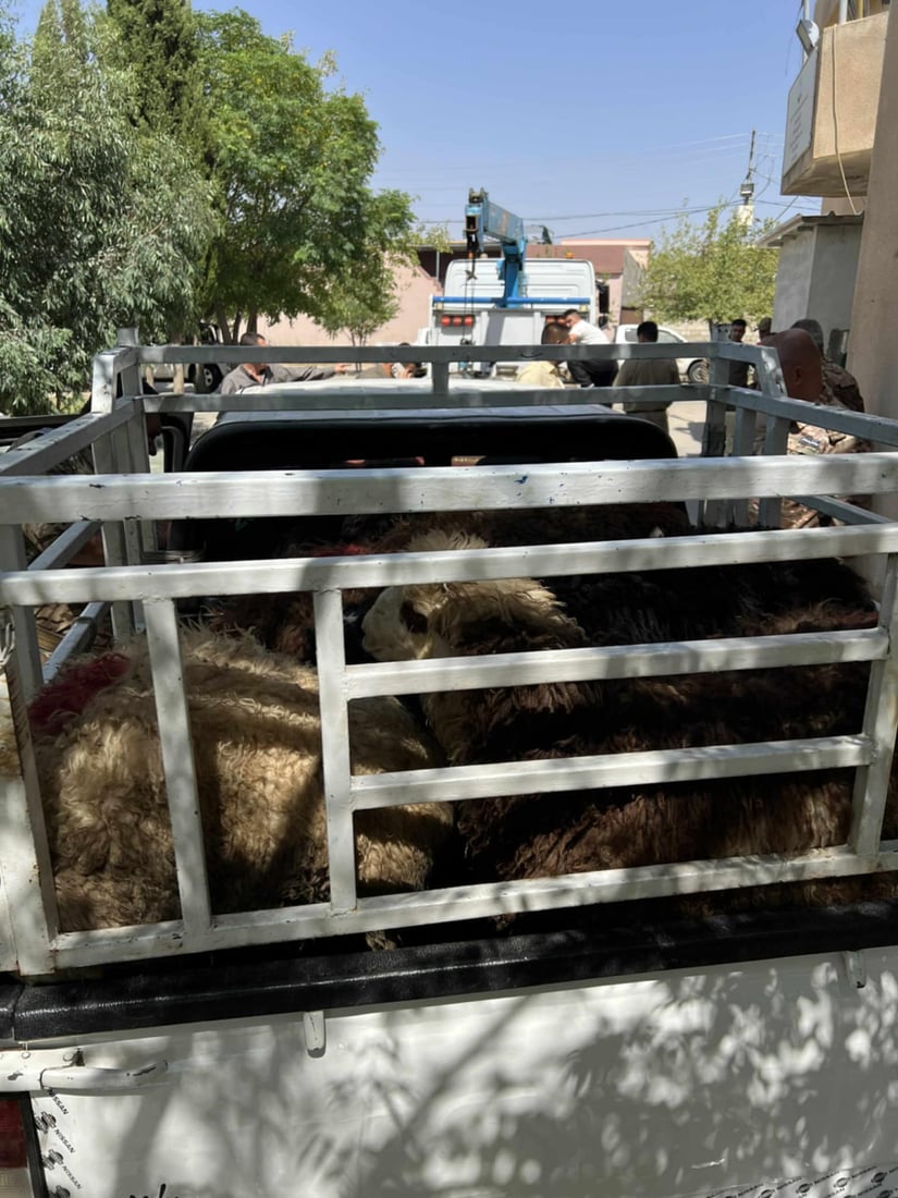 پیكابێكی پڕ لە مەڕی دزراو دەستی بەسەردا گیراو خاوەنەكەشی بۆی دەرچوو