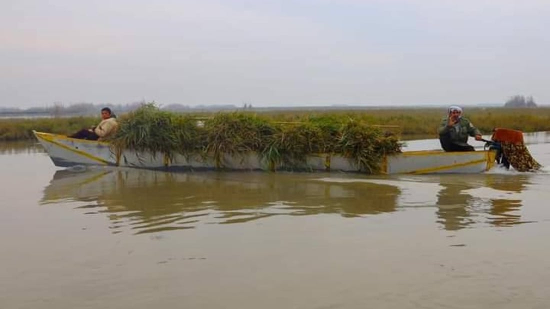 صور: الأمطار تعيد الحياة إلى هور الحويزة في ميسان