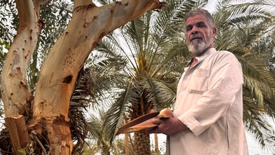 تحذير من النجف.. فجوة زمنية بين الإناث والذكور وحاجة النخلة “تجميد وتجفيف”