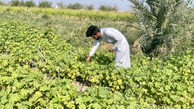 شمال البصرة يباهي بالباميا النادرة.. “البترة” العراقية هي الأفضل لهذه الأسباب