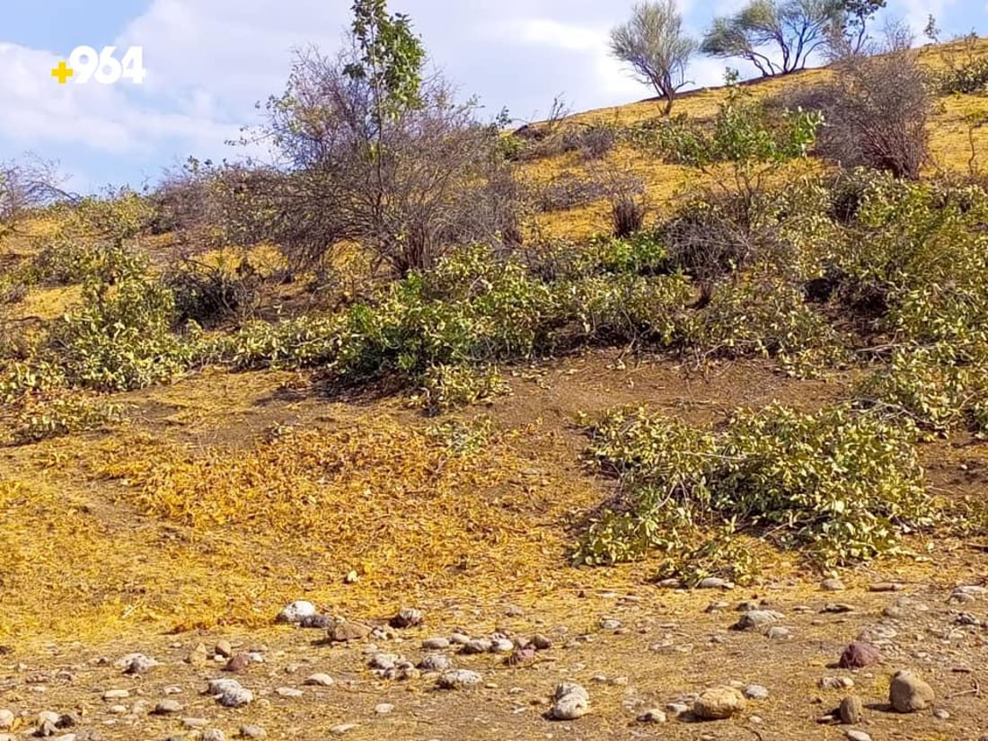 پۆلیسى شه‌قڵاوه‌ به‌دواى دوو داربڕدا ده‌گه‌ڕێت