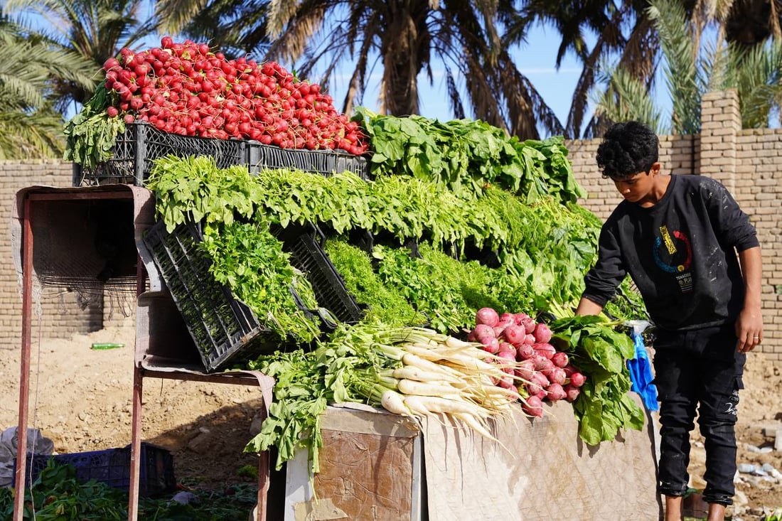 صور مبهجة: خضروات بعقوبة كلها من ديالى.. إنتاج المرادية وأم الكرفس يغطي كل شيء