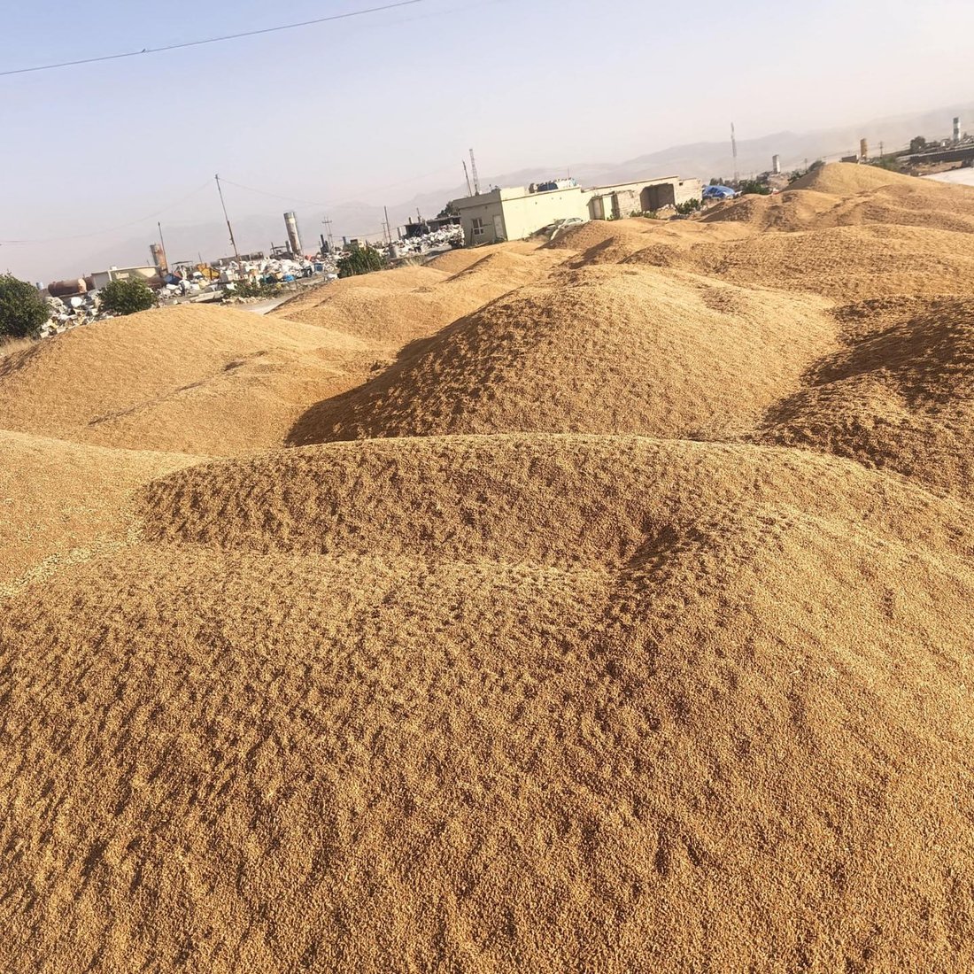 سه‌گى بێلانه‌ له‌ناو گه‌نمى كۆكراوه‌ى جوتیارانى حاجیاوا ته‌ڕاتێن ده‌كات