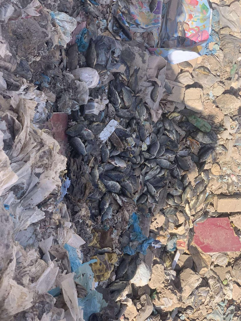 تۆنێک قەیسی وشککراوی کرم لێدراو و 150 کیلۆ ماسی خراپبوو دەستیان بەسەرداگیرا