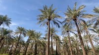 Maysan farmers begin palm pollination as date season gets underway