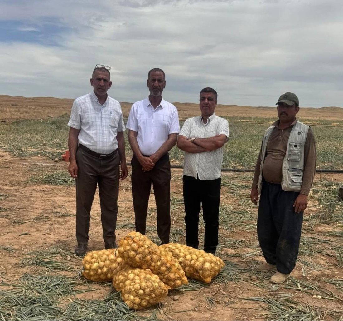جلولاء تجني 2500 طن من البصل الكرستالي والأحمر (صور)