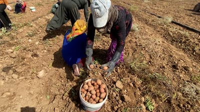 فيديو من أول حقل بطاطا في كفري.. التجربة نجحت والمحصول إلى مصانع “الجبس”