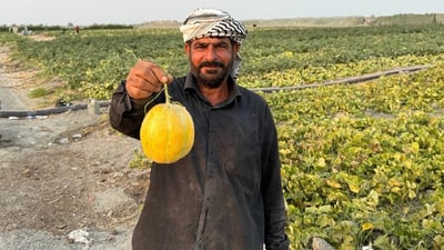 فيديو: بطيخ “الديرة” سيتوفر حتى نهاية 11.. وتلك النكهة لم تتغير