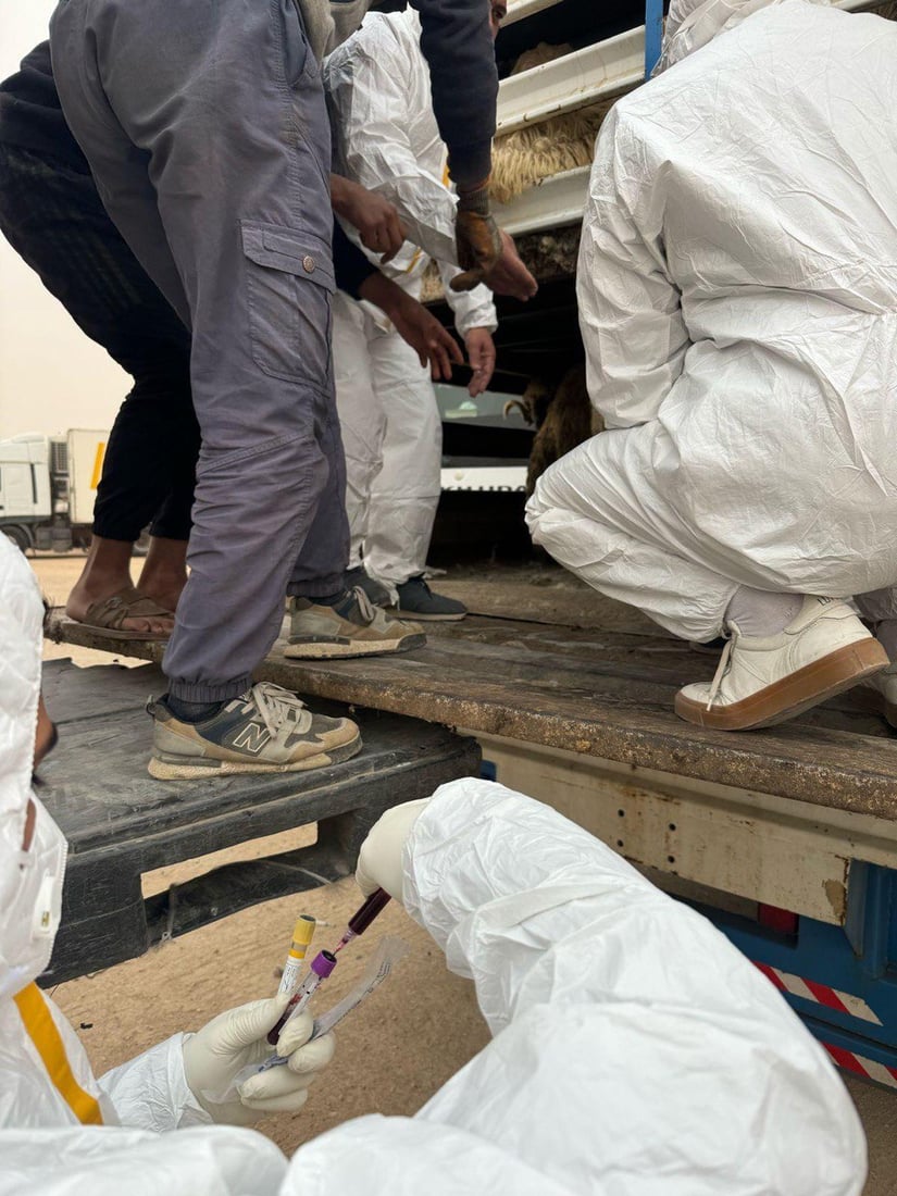 منفذ طريبيل الحدودي يشدد الإجراءات على دخول المواشي للوقاية من الأوبئة