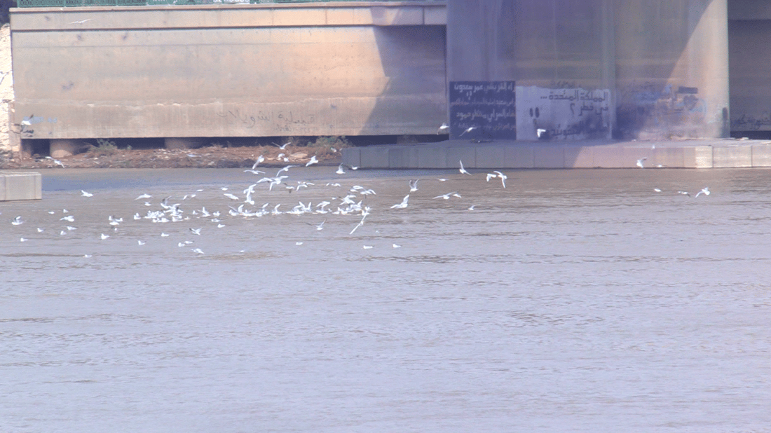 Environment Ministry denies reports of severe Tigris River pollution