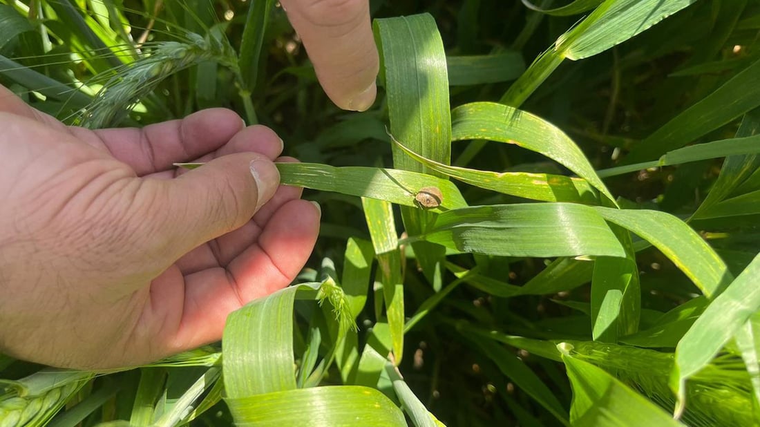 هەڵمەتی لەناوبردنی مێرووی سن لە دهۆک دەستیپێکرد