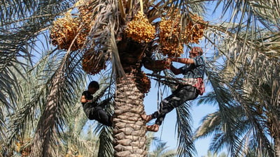 Iraq expects increase in date production and exports, Ministry of Agriculture says