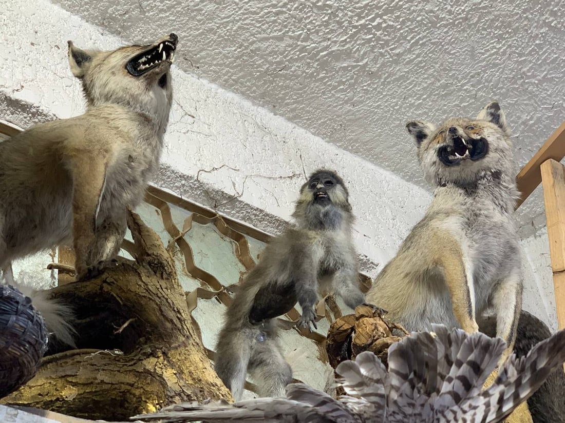 أسد ودب قطبي وأرخصها الهدهد.. الكربلائي تعلم التحنيط واشتهر في كّل العراق (صور)