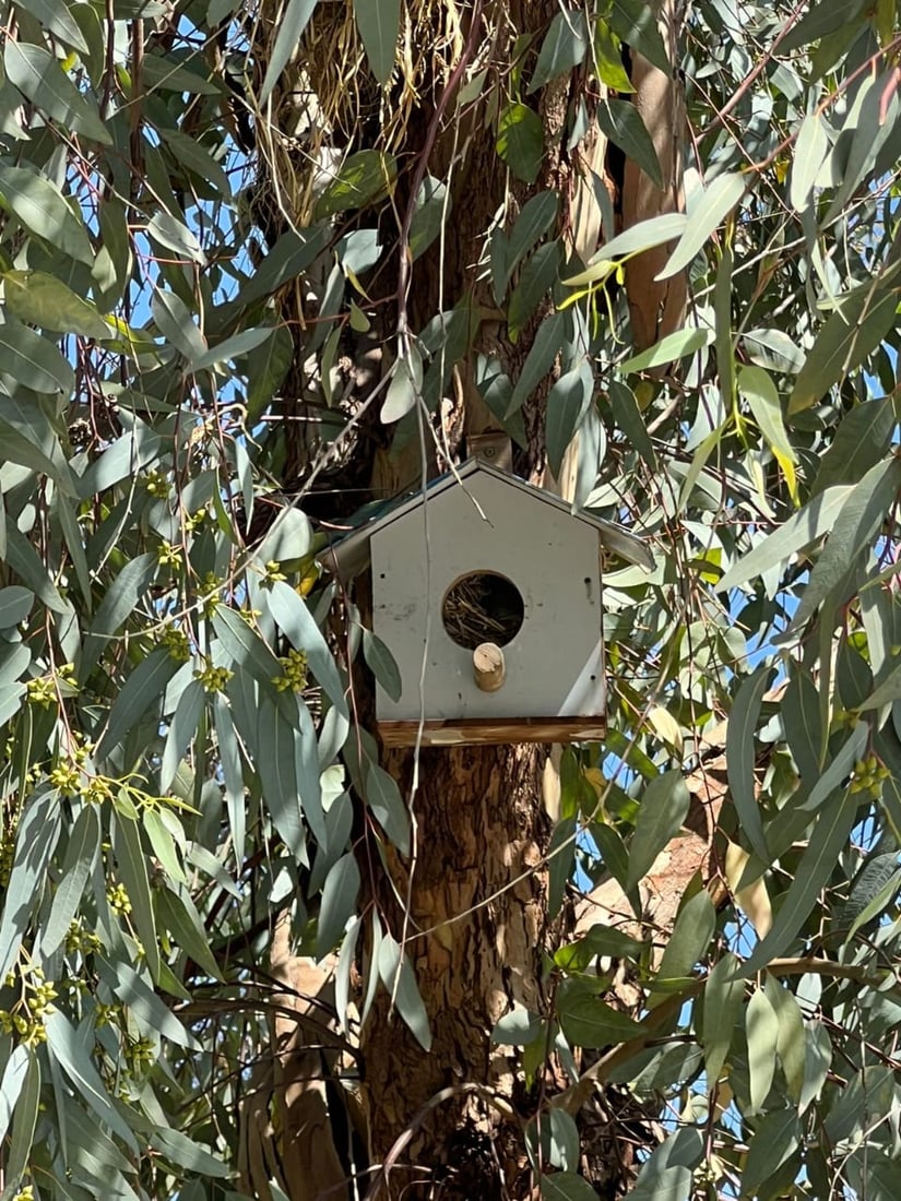 ئه‌و هێلانه‌ ده‌ستكردانه‌ى بۆ باڵنده‌كانى شه‌قڵاوه‌ دروستكرابوون ئاوه‌دان بوونه‌ته‌وه‌