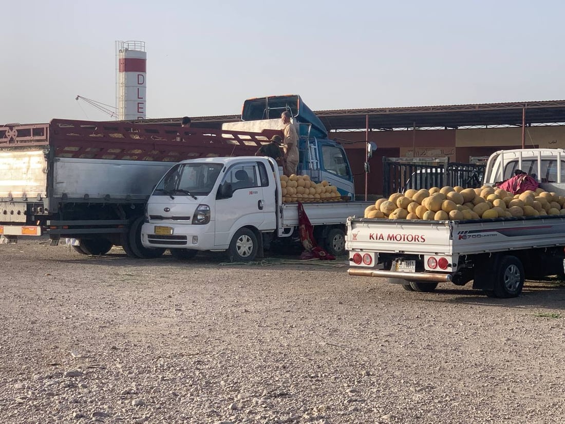 بطيخ الرضوانية وصل اليوم.. التجار جاؤوا من كل مكان بحثاً عن الراني والشوكي (صور)