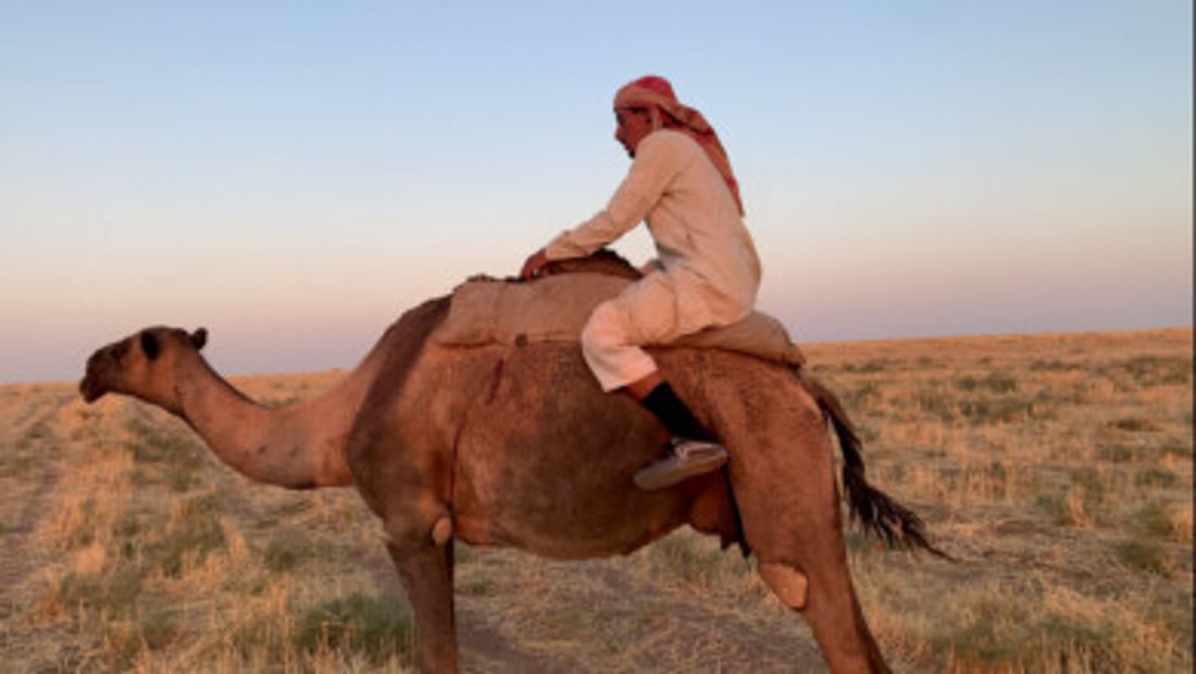 Camel herders in Rabia move to the desert edge as summer forage runs out