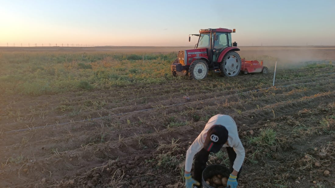 صور: ربيعة قطفت البطاطا لكنها ليست دائماً للبيع.. تجار بغداد وصلوا بسرعة