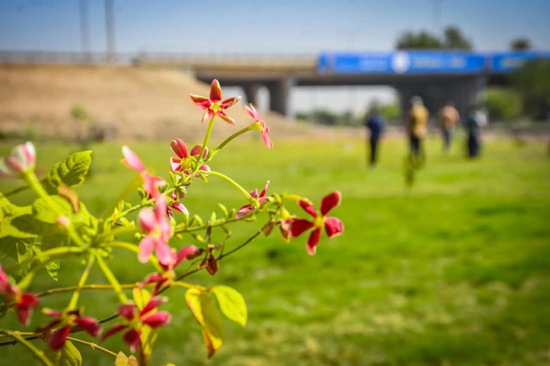 صور مبهرة من تشجير مقتربات مجسر الجمجمة في الحلة