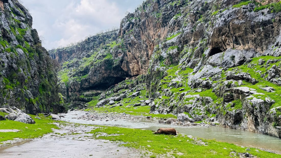 سروشتە دڵڕفێنەکەی خەرەندی رواندز بەلاشەی ئاژەڵە تۆپیوەکان شێوێنراوە