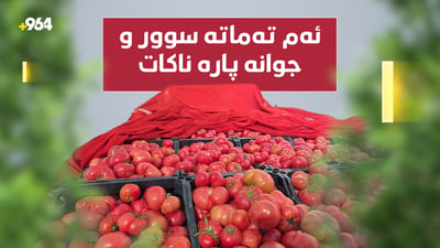 تەماتە سوورەکەی دەشتی شارەزوور پارە ناکات و جوتیاران دڵگرانن