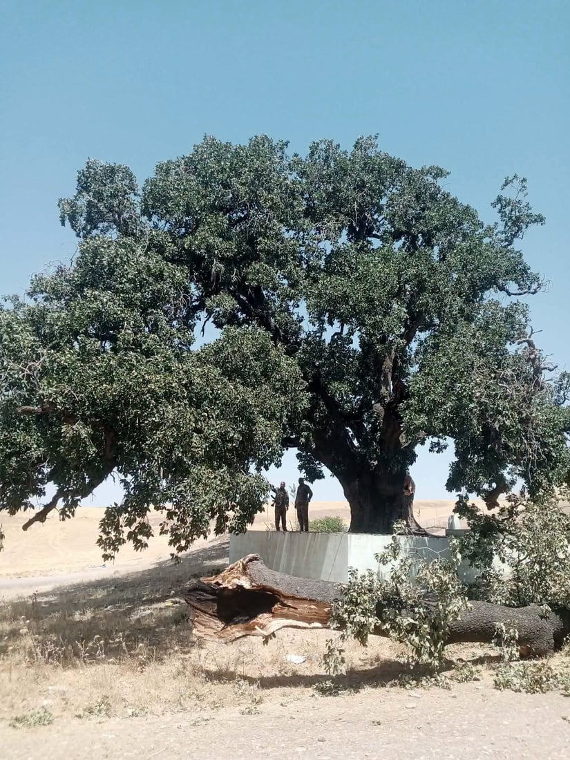 لێکۆڵینەوە لە کەوتنی لقی داربەڕوویەکی 400 ساڵەی شارەزوور دەکرێت