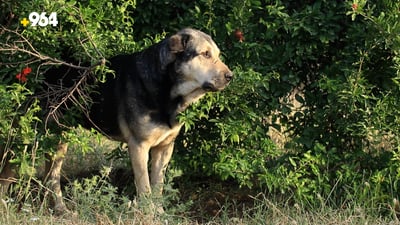 “تەنیا 50 سەگی رەسەنی پشدەر ماونەتەوە”