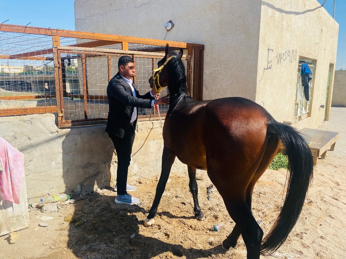 صور: خيول ميسان تشتاق إلى السباقات ومنافسات الجمال.. الحكومة تريد إحصائيات
