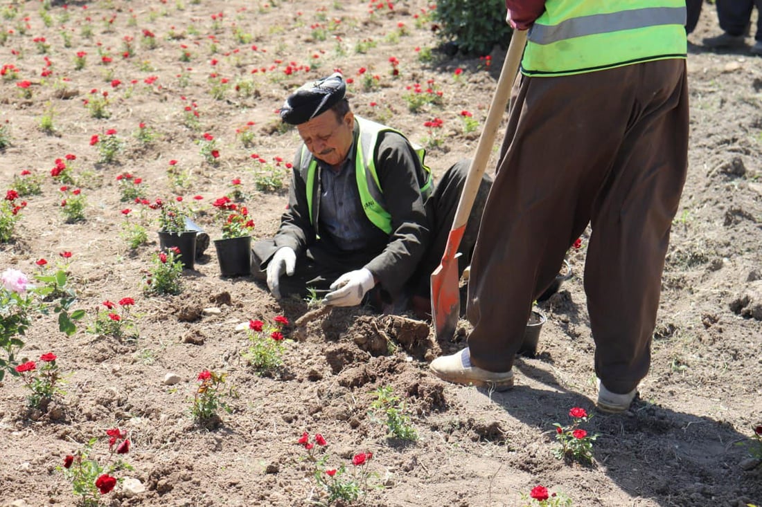 گوڵی هەمیشە سەوز و نەمام لە شەقام و بلوارەکانی سلێمانی دەچێندرێت