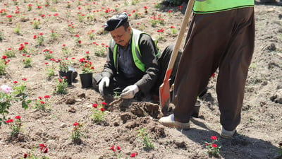 گوڵی هەمیشە سەوز و نەمام لە شەقام و بلوارەکانی سلێمانی دەچێندرێت