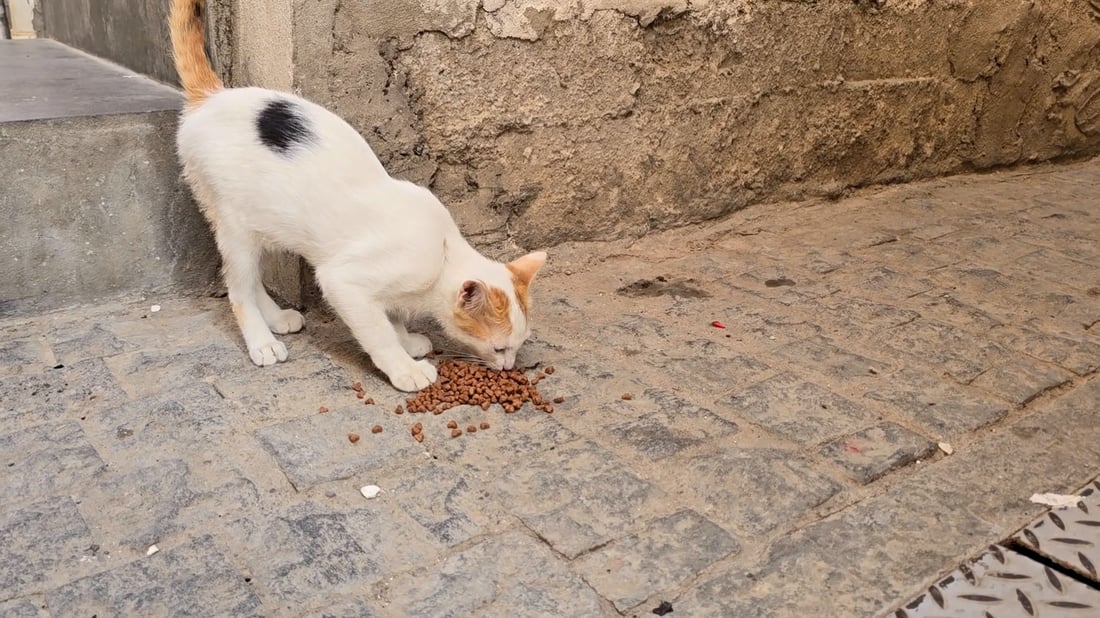 Mosul vet launches largest campaign yet to feed and protect street animals