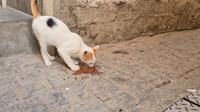 Mosul vet launches largest campaign yet to feed and protect street animals