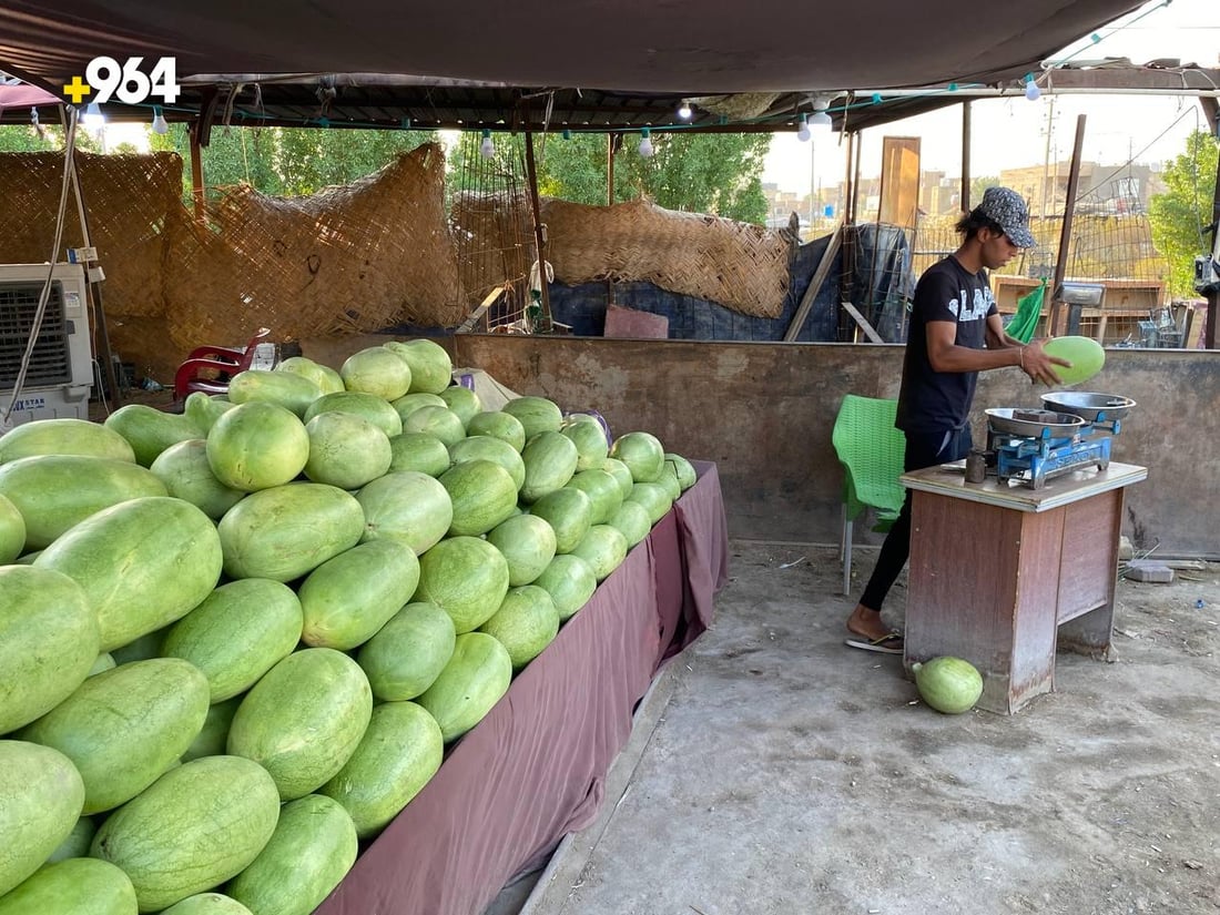 صور: القطفة الأولى من الرقي العراقي الهجين وصلت الناصرية والمذاق “عسل”
