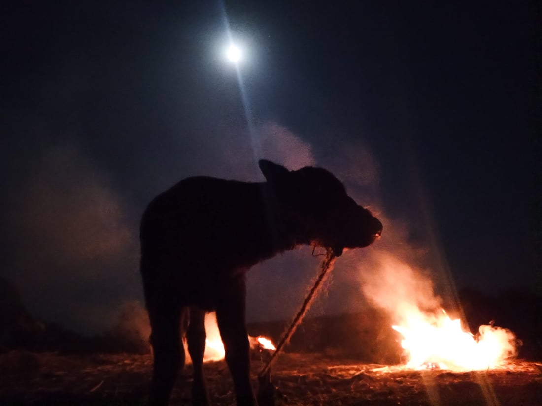 964mediaصورة من منصة (شبكة): 