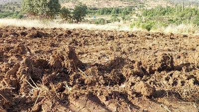 دەست بە چاندنی کونجی كرا