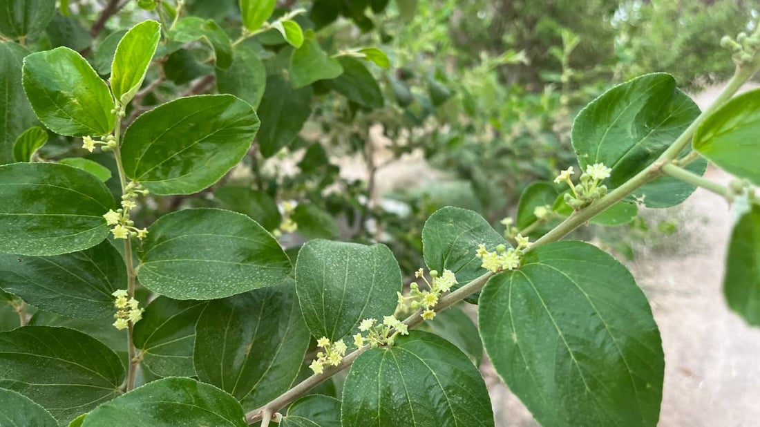 صور: رائحة السدر تملأ أرجاء البصرة.. أزهار النبك تفتحت والمثبّت يحميها من المطر