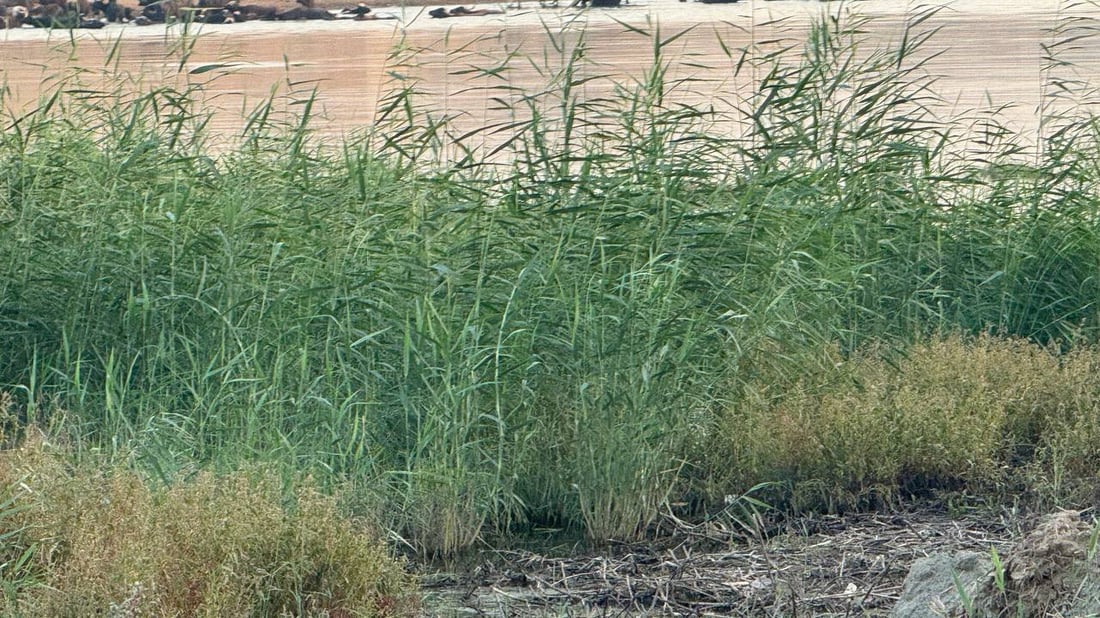 الماء أكثر في نهر المشخاب لكن البردي يقطع الطريق إلى مزارع الحنطة! (صور)