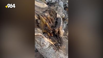 فيديو: رجل محظوظ يتحدى القصف التركي ويعثر على كمية كبيرة من العسل البري شرق دهوك