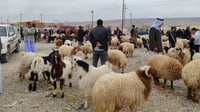 صوم إيزدي يشعل سعر الأغنام في نينوى: العيد يوم الجمعة و