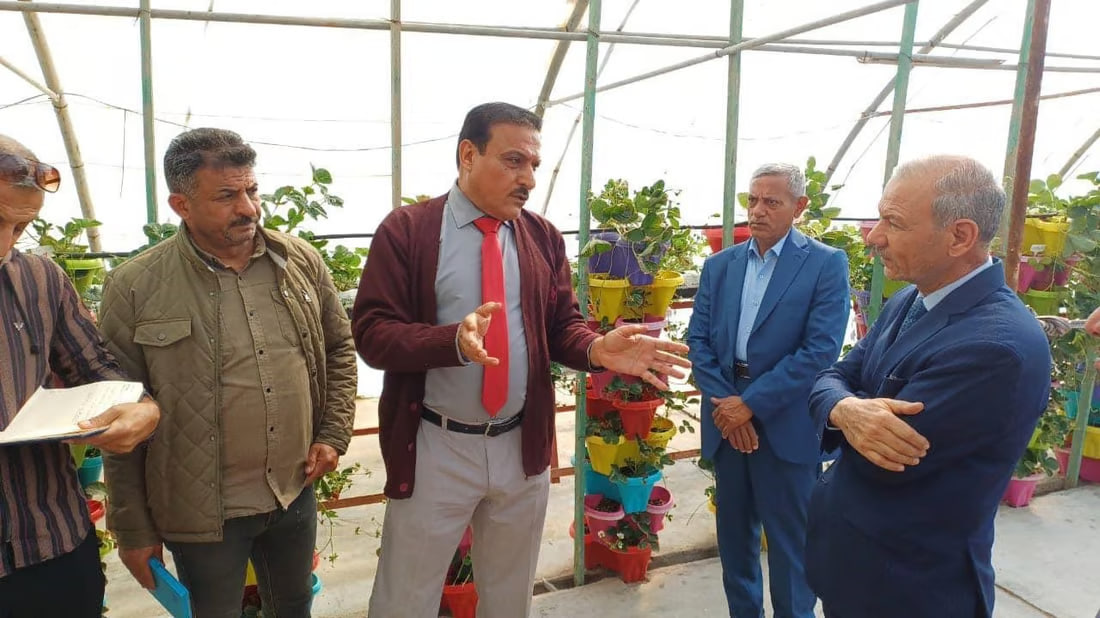 Basra scientists successfully cultivate top strawberry varieties in soilless pods
