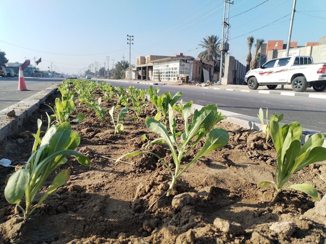 المشخاب تدعو أهلها للمشاركة في زراعة طريق القادسية.. أشجار أكاسيا بين الأقحوان
