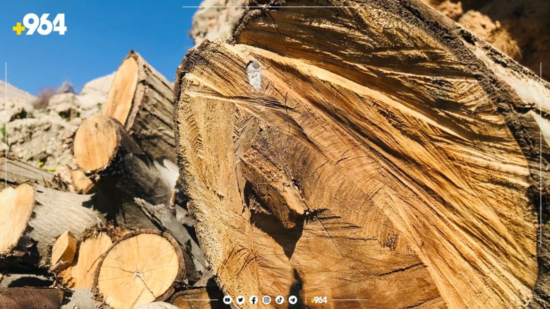 لە سلێمانی لە سێ مانگدا 550 دار بڕاونەتەوە