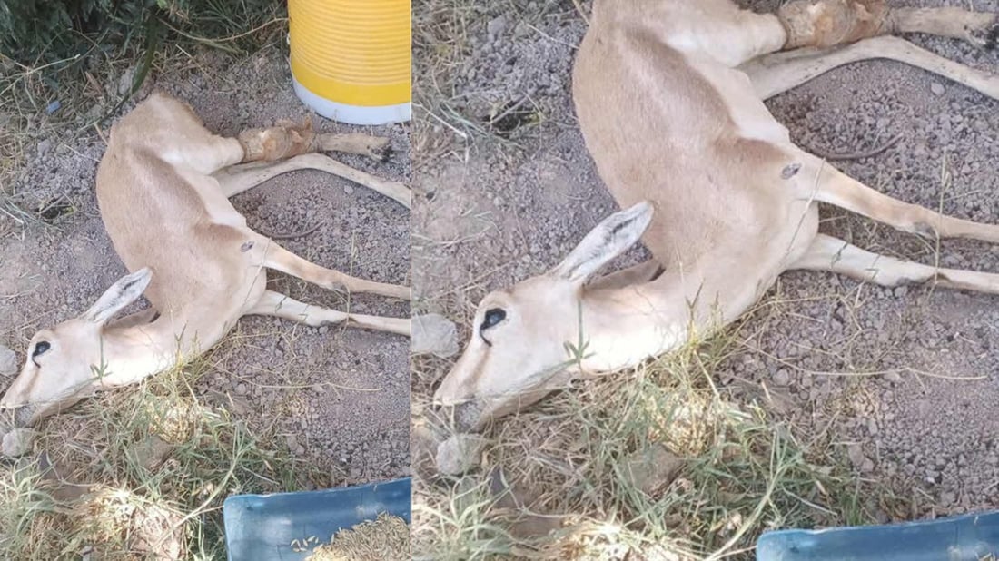 ئاسکە بریندارەکەى گەرمیان مردار بووەوە