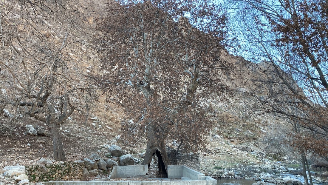 صور: شجرة “جنار” عملاقة في أربيل.. يقف بداخلها إنسان