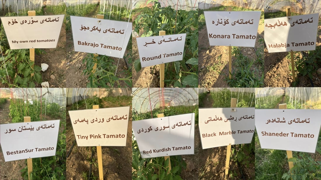 جوتیاره‌ نموونه‌ییه‌كه‌ ده‌یه‌وێت له‌ زستاندا ته‌ماته‌یه‌كی سروشتیتان بۆ به‌رهه‌مبهێنێت