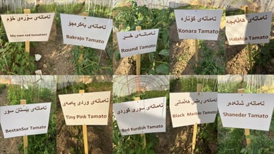 جوتیاره‌ نموونه‌ییه‌كه‌ ده‌یه‌وێت له‌ زستاندا ته‌ماته‌یه‌كی سروشتیتان بۆ به‌رهه‌مبهێنێت