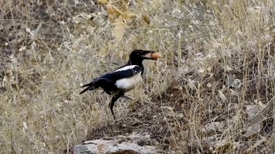 “قەلەباچکە باڵنده‌ كوژ و دروستكه‌رى سه‌وزاییه‌”