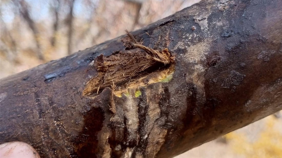 دارگوێزەکانی باڵەکایەتی دەستیان کردووە بە گریان