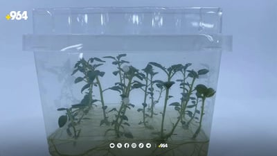 Duhok University successfully produces new potato varieties